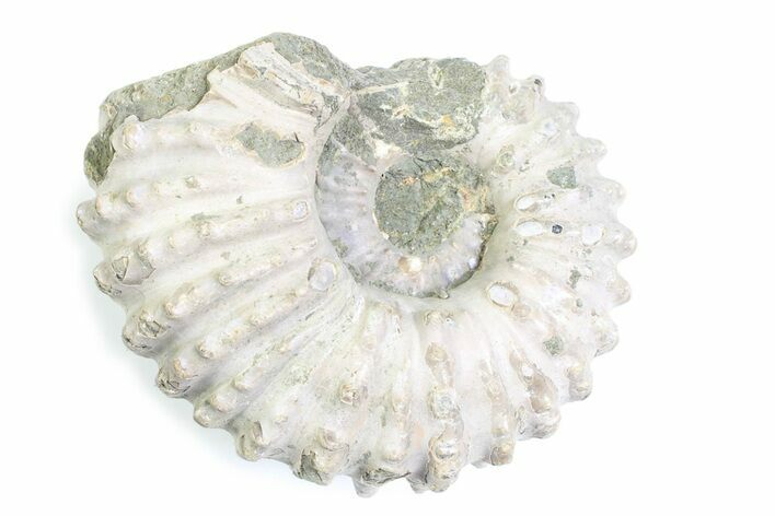 Bumpy Ammonite (Douvilleiceras) Fossil - Madagascar #361156